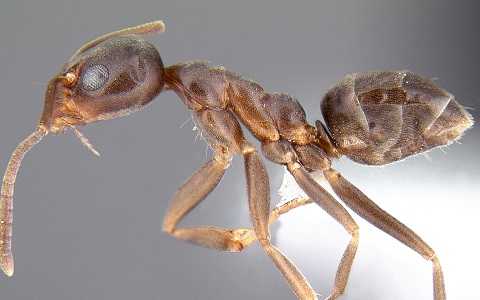 Ejemplar de hormiga argentina, plaga invasora de viviendas en EspaÃ±a 